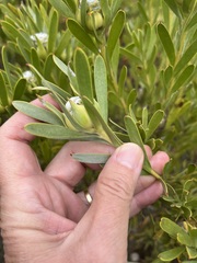 Leucadendron meridianum