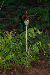 Amorphophallus maximus image