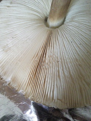 Rhacodium