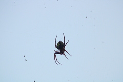 Eriophora ravilla