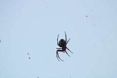 Eriophora ravilla