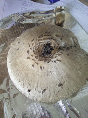 Rhacodium