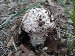 Saproamanita vittadinii
