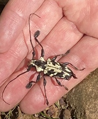 Steirastoma marmoratum