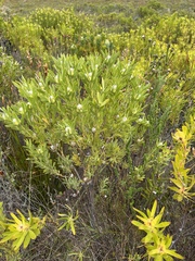 Leucadendron meridianum