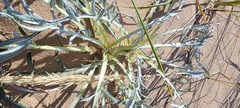 Cirsium pitcheri