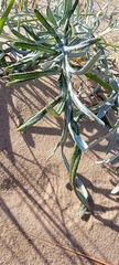 Cirsium pitcheri