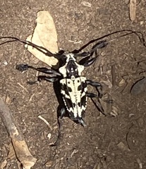 Steirastoma marmoratum