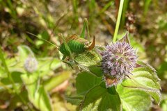 Conocephalus dorsalis