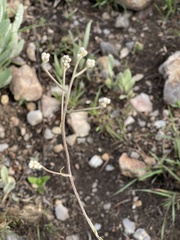 Helichrysum miconiifolium