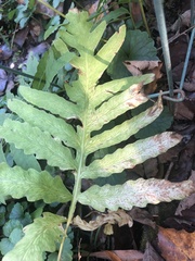 Onoclea sensibilis