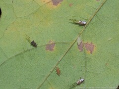 Drepanaphis keshenae