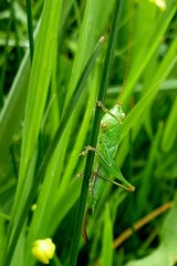 Conocephalus dorsalis