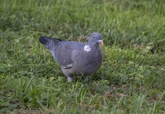Columba palumbus palumbus