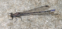 Argia tonto