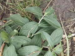 Ditaxis humilis