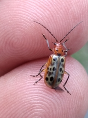 Isotes mexicana