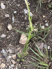 Helichrysum miconiifolium