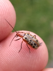 Isotes mexicana