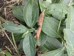 Ditaxis humilis