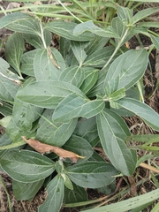 Ditaxis humilis