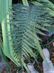 Dryopteridoideae