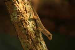 Anolis nebulosus