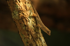 Anolis nebulosus