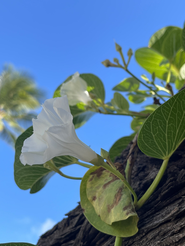 Ipomoea pes-caprae iNat (1)