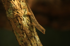 Anolis nebulosus