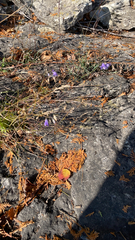 Campanula rotundifolia