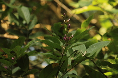 Lonchocarpus guatemalensis