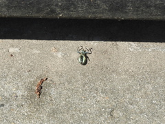 Naupactus auricinctus