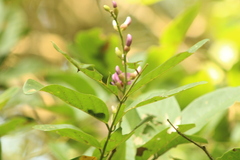 Lonchocarpus guatemalensis