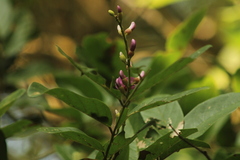 Lonchocarpus guatemalensis