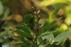 Lonchocarpus guatemalensis
