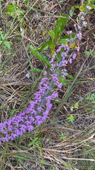 Liatris