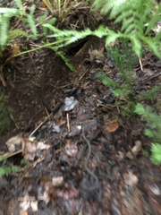 Nerodia sipedon sipedon