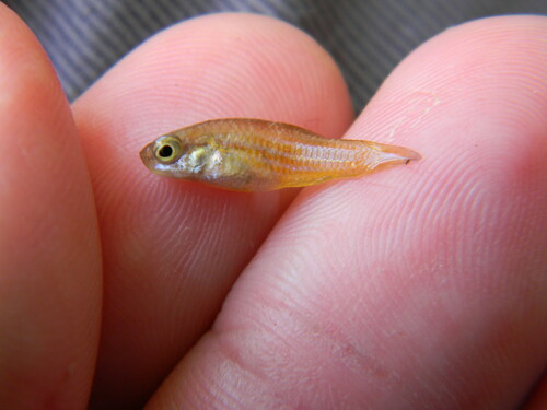 Cuban Killifish (Cubanichthys cubensis) — Cyprinodontidae — 2