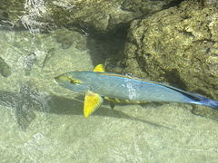 Acanthurus dussumieri