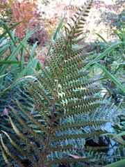 Dryopteridoideae