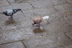 Columba livia domestica