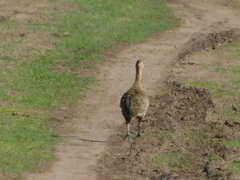 Rhynchotus rufescens