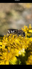 Lasioglossum