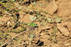 Erythemis vesiculosa