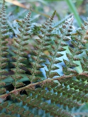 Dryopteridoideae