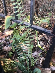 Asplenium platyneuron