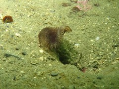 Acromegalomma suspiciens