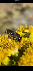Lasioglossum