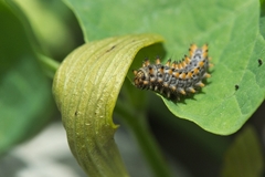 Zerynthia polyxena
